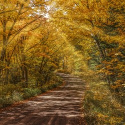 Sun Beams in Fall Color