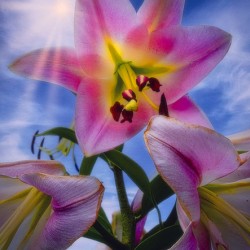 Starshine Lily