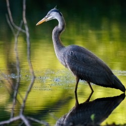 Blue Heron fishing