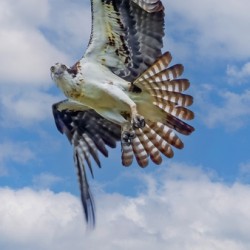 Osprey on the hunt