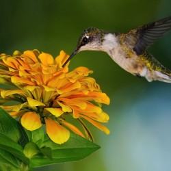 Hummer seeks the nectar