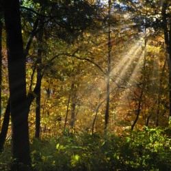 Falling leaves and beams 