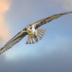 Osprey on the wing