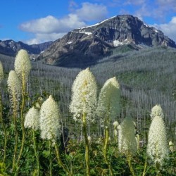 Bear Grass Fields