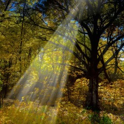 Forest Beams 