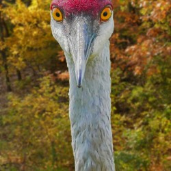 Big Eyes Sandhill Crane