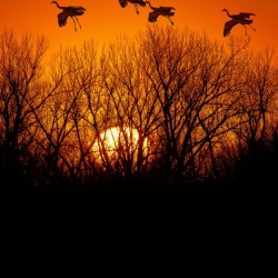 Dawn patrol over the Platte