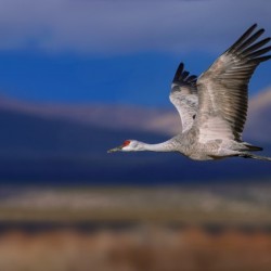 Crane over the Bosque