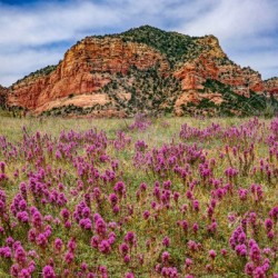 Clover Fields in Sedona