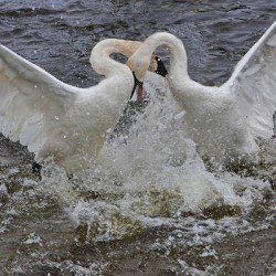 Battling Swans