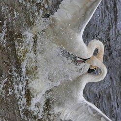 Battling Swans