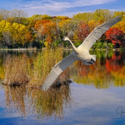 Landing Swan