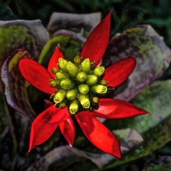 Euphorbia on Display