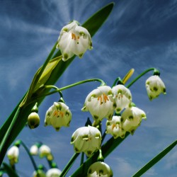 Flower bells are ringing