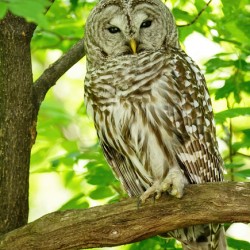 Barred Owl 