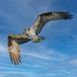 Osprey in flight