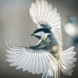 Small bird - big wings