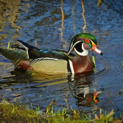 Wood Duck in Minnesota