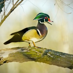 Wood duck