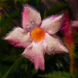 Hair of the Mandevilla