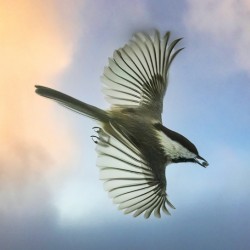 Chickadee on the wing