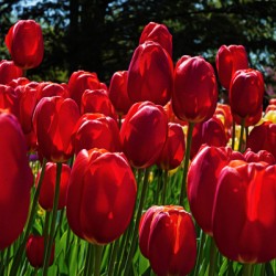 Red tulip parade 