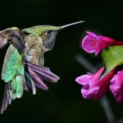 Hovering Hummer