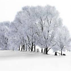 Hoarfrost in Minnesota
