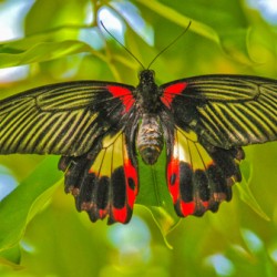 Scarlet Swallowtail Butterfly