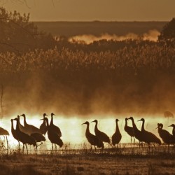 Sandhill crane migration