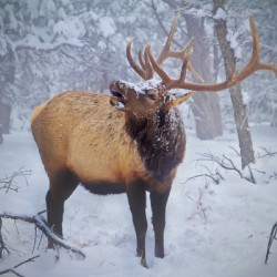 Grand Canyon Elk