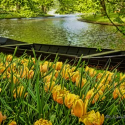 Kuekenhof Gardens Holland