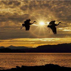 Sandhill cranes over Alaska