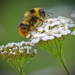 Honeybee on flower