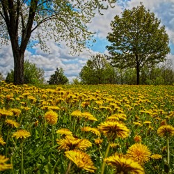 A crowd of dandelion