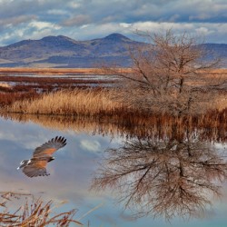  Klamath Refuge Hawk