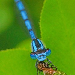 Damselfly and bee