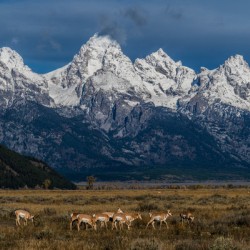 Pronghorns at home