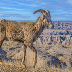 Badlands bighorn sheep