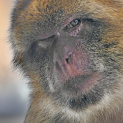 Barbary Macaques monkey