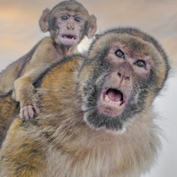  Barbary Macaques Monkey
