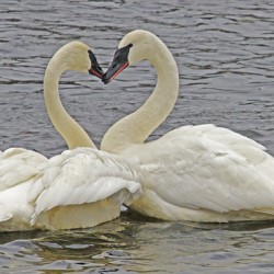 Trumpeter Swans
