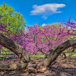 Eastern Redbud