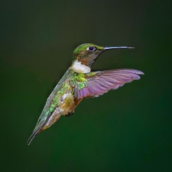Ruby-throated hummingbird