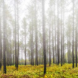 Morning mist near Lutsen