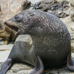 New Zealand fur seals