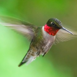 Male Ruby Hummer