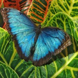 Common blue morpho