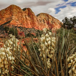 Flowers in Sedona
