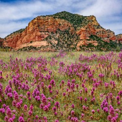 Owls Clover in Sedona